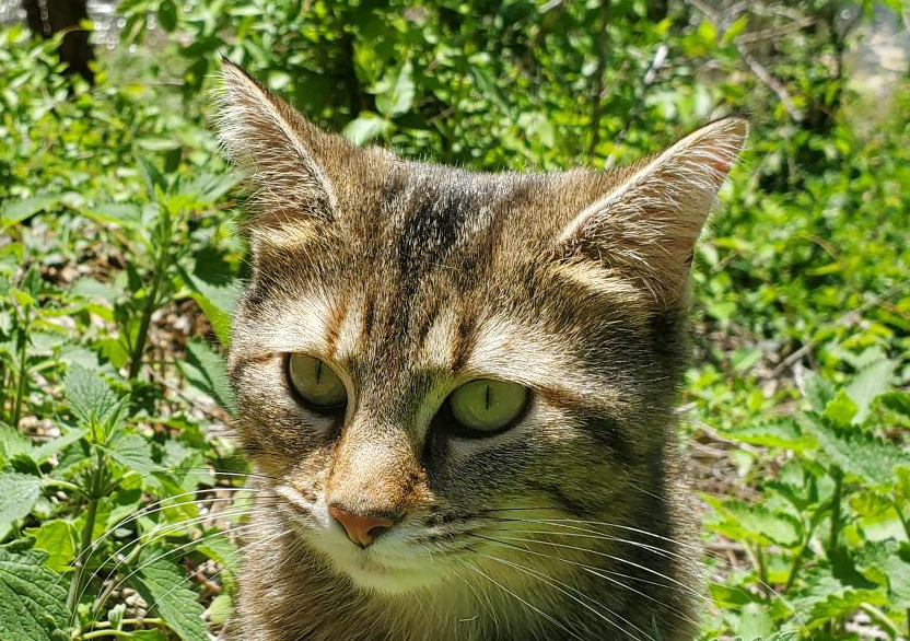Gray tabby in a field of catnip