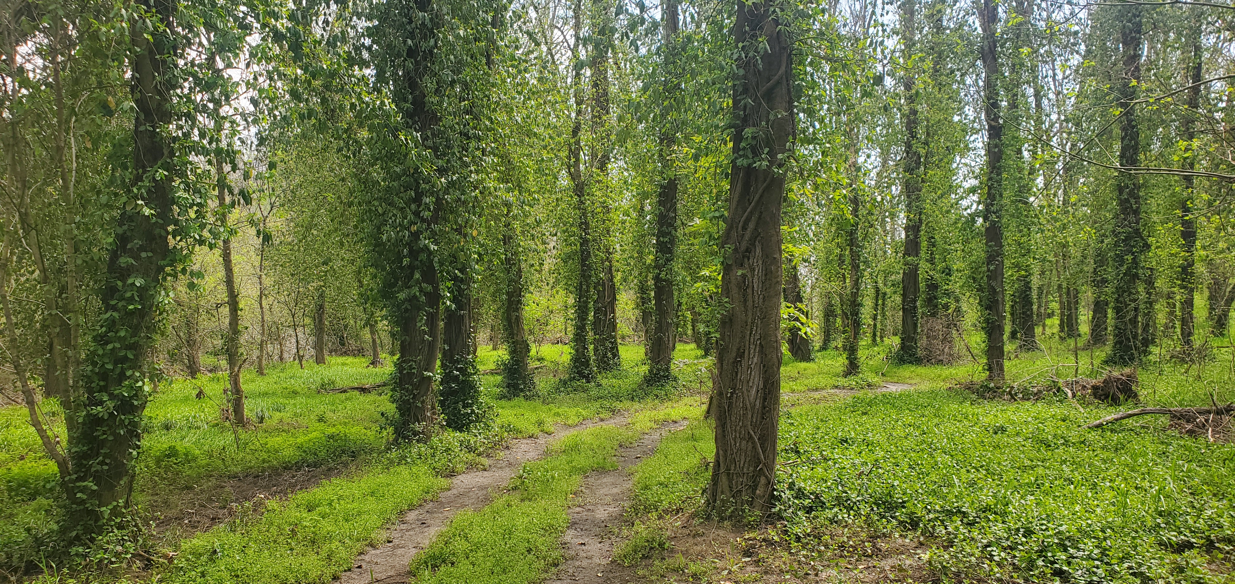 image of road going into a luscious wooded area